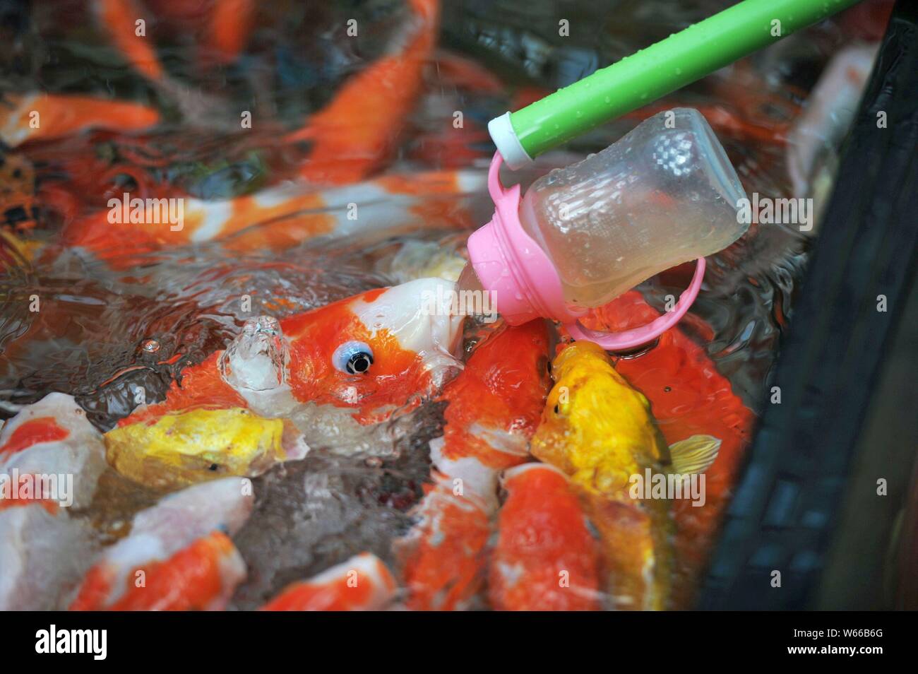 A Visitor Feeds The Bottle Feeding Koi Fish With A Feeding Bottle