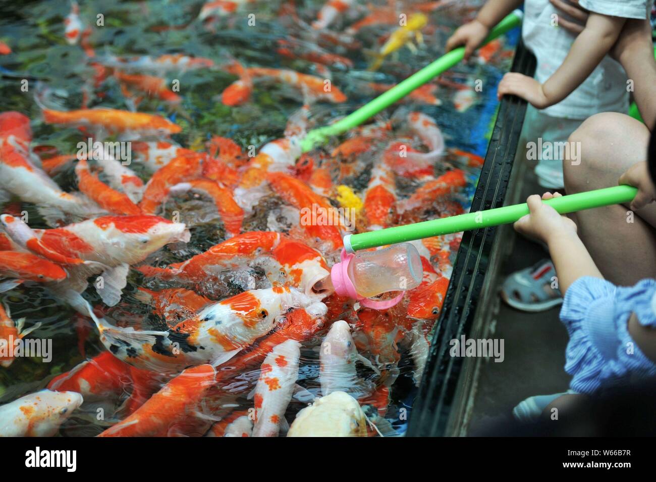 Visitors feed the bottle feeding koi fish with feeding bottles