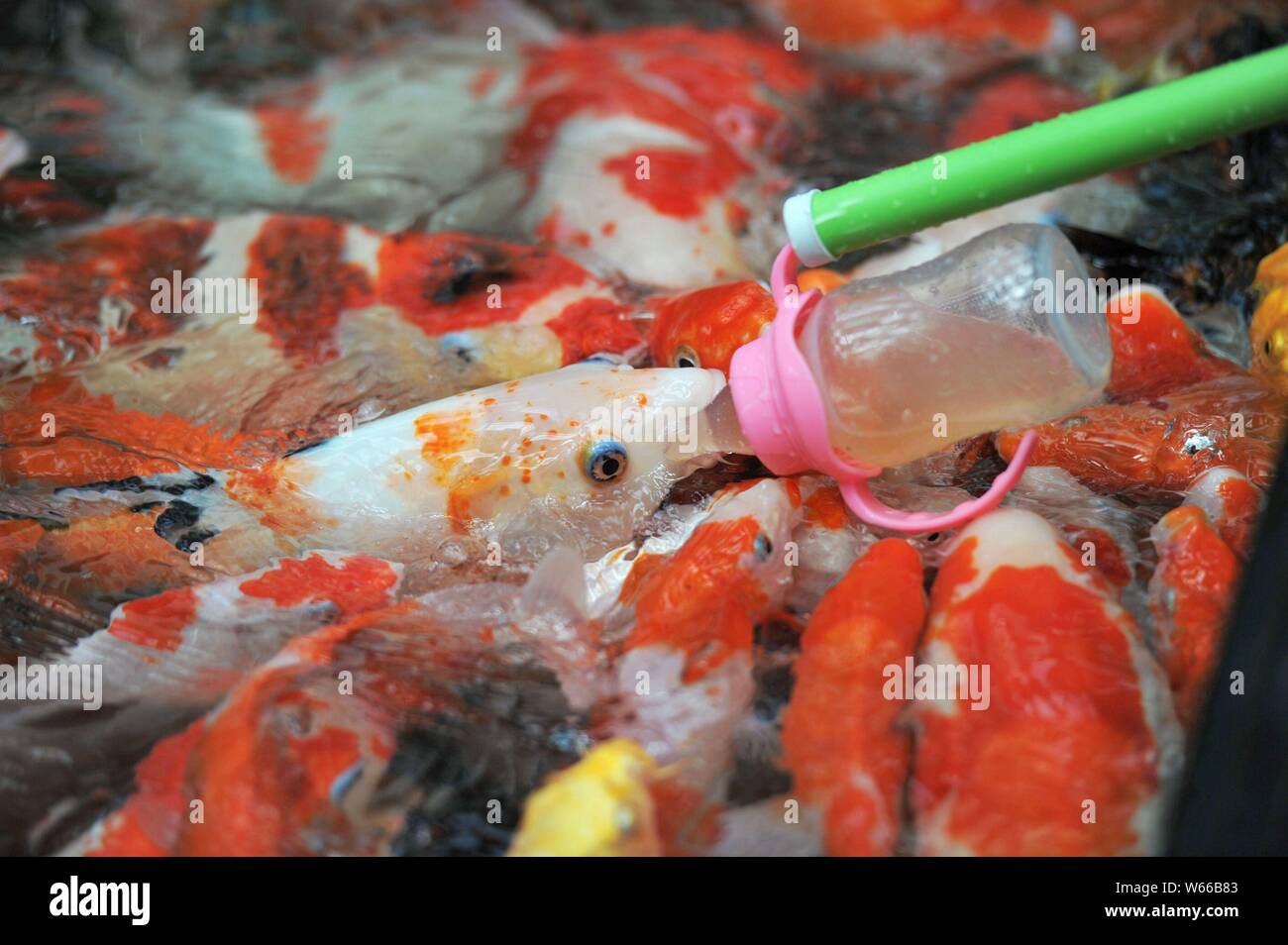 A visitor feeds the bottlefeeding koi fish with a feeding bottle