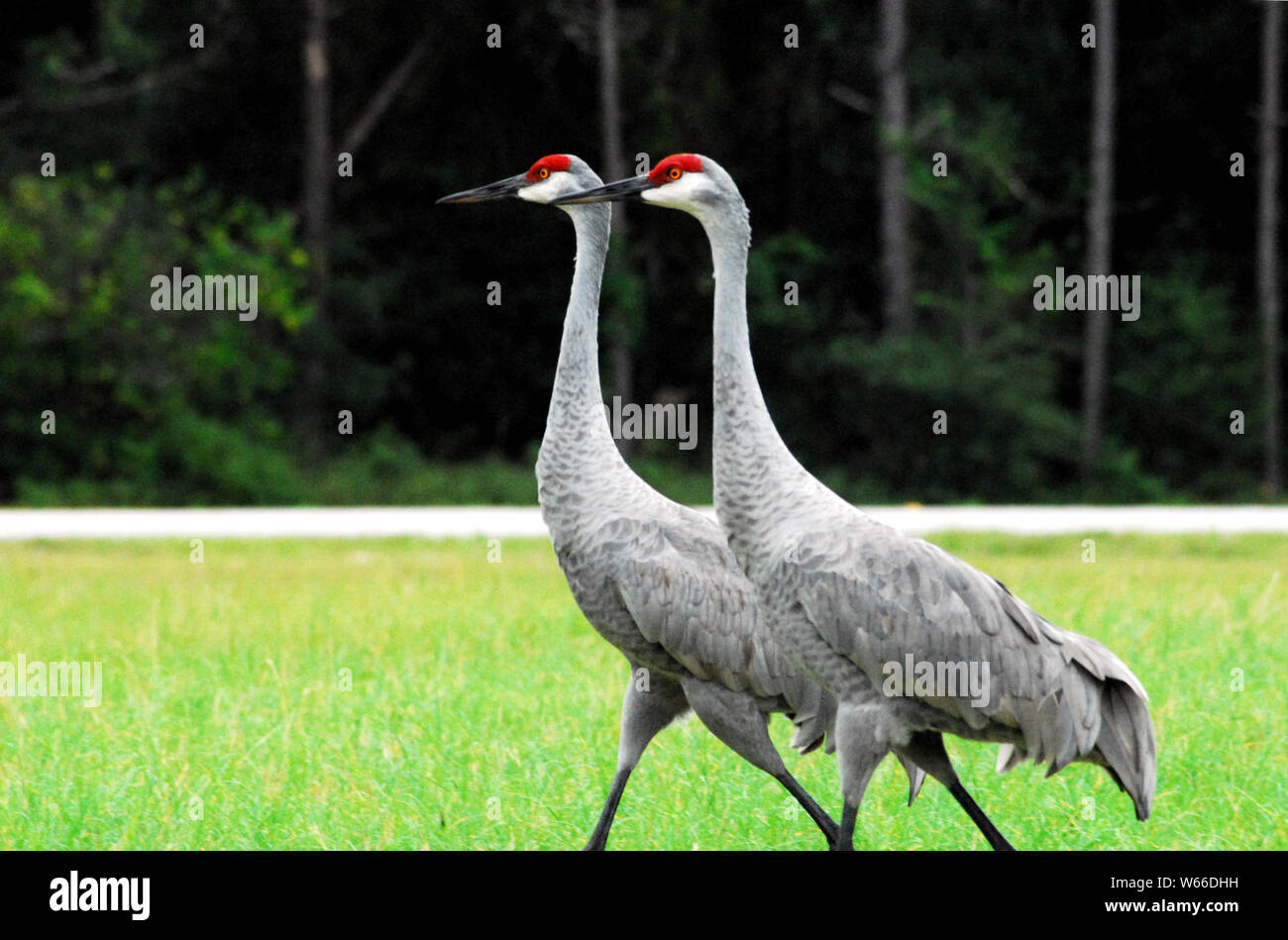 Close up of a beautiful pair of Sandhill Cranes (Grus Canadensis) walking in a field of grass in Florida Stock Photo