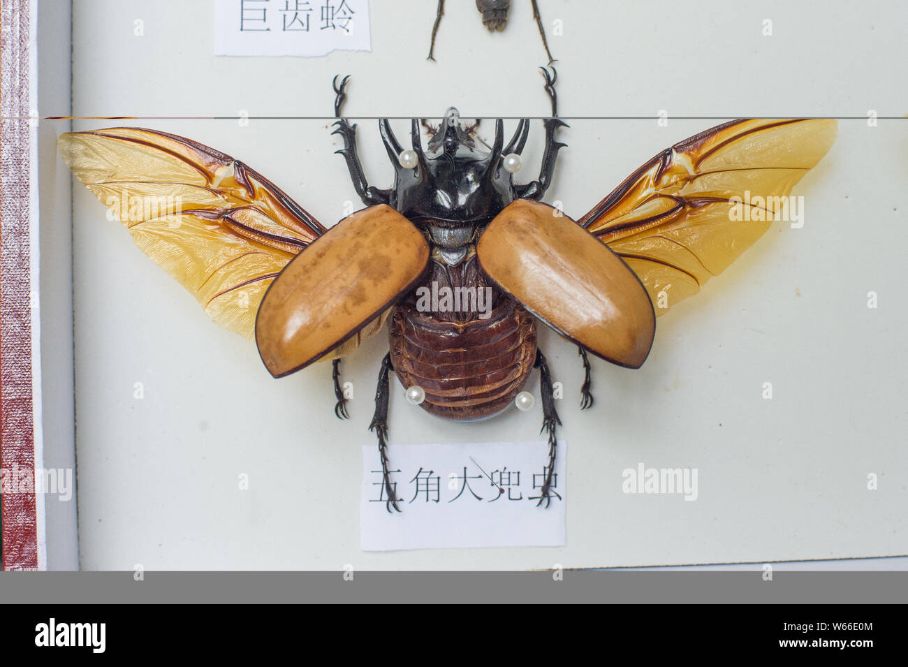 Chengdu Insects Insect specimen hi-res stock photography and images - Alamy