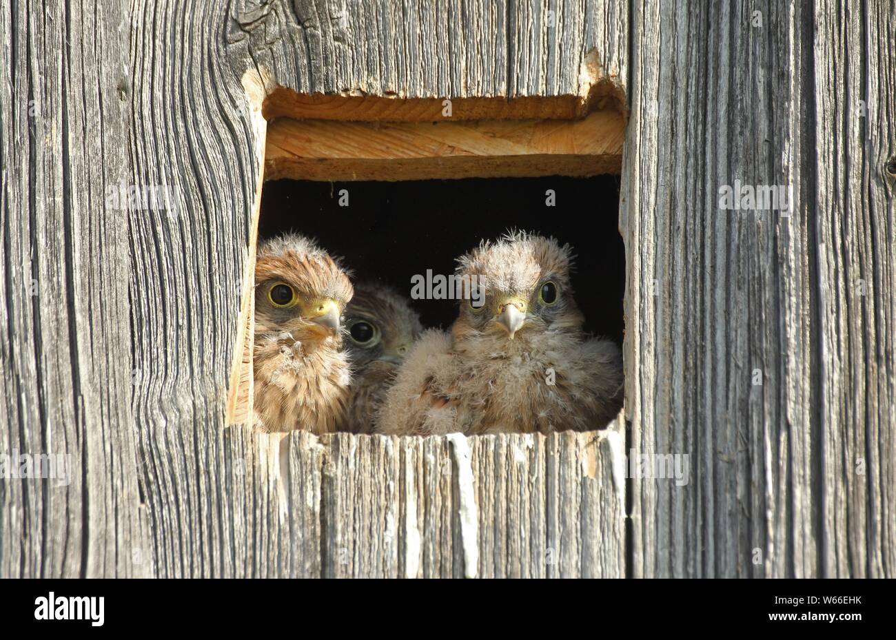 Common Kestrels (Falco tinnunculus), young birds in a nesting box in a field barn, Allgau, Bavaria, Germany Stock Photo