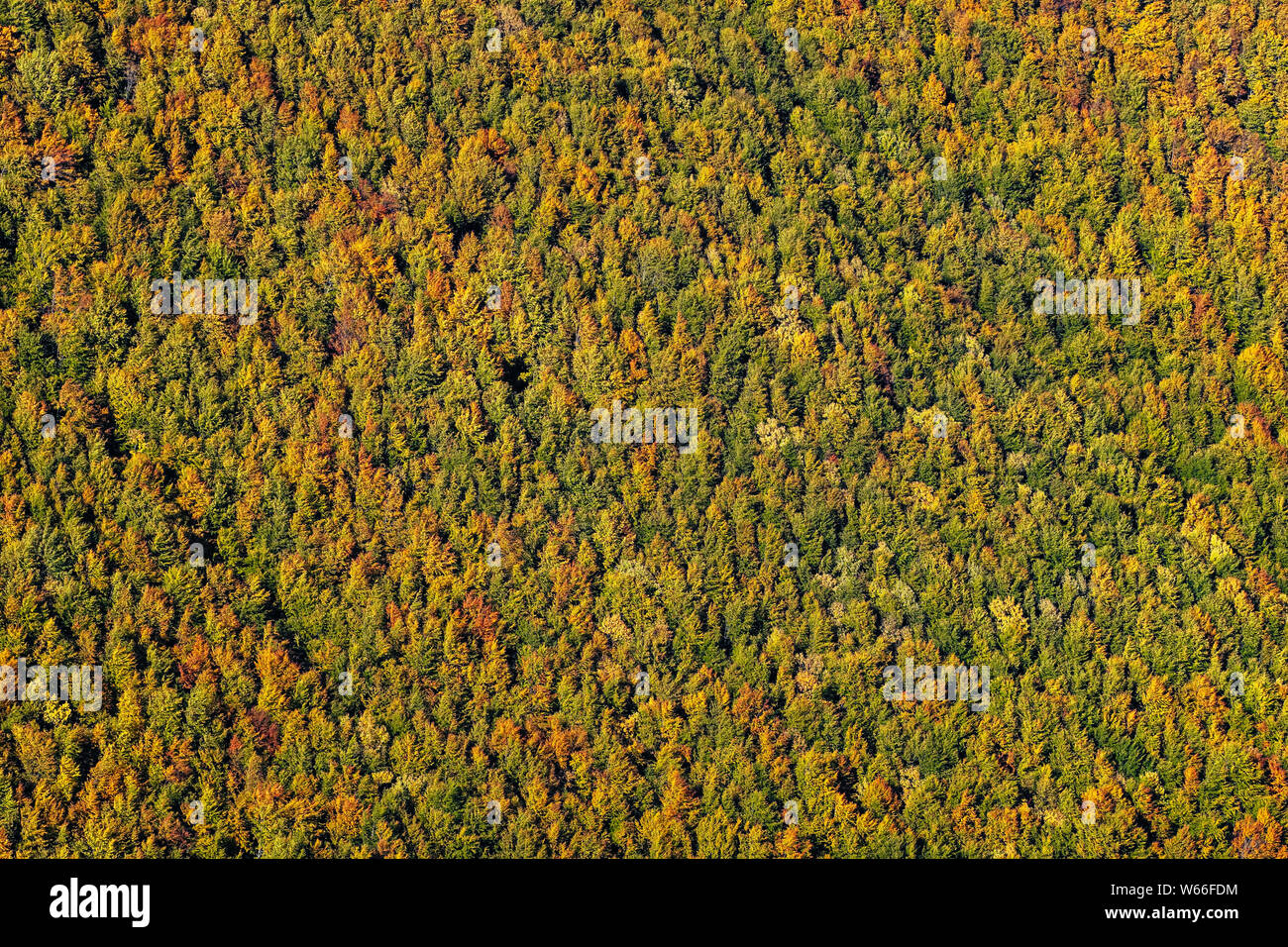 Beautiful yellow, orange and green autumn forest, many trees on the orange hills Stock Photo