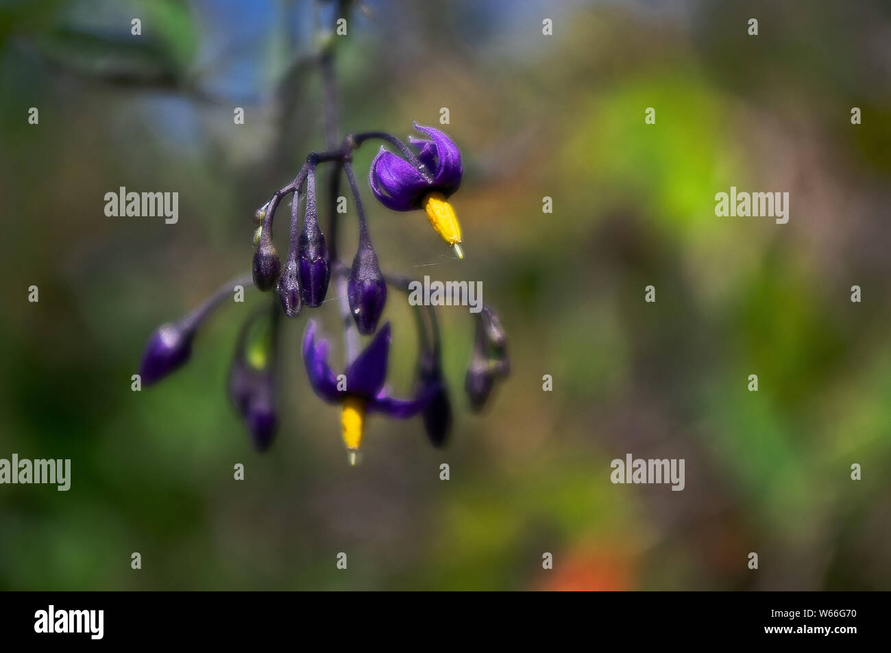 Deadly nightshade flower on the edge of Lake Washington, Seattle Stock Photo