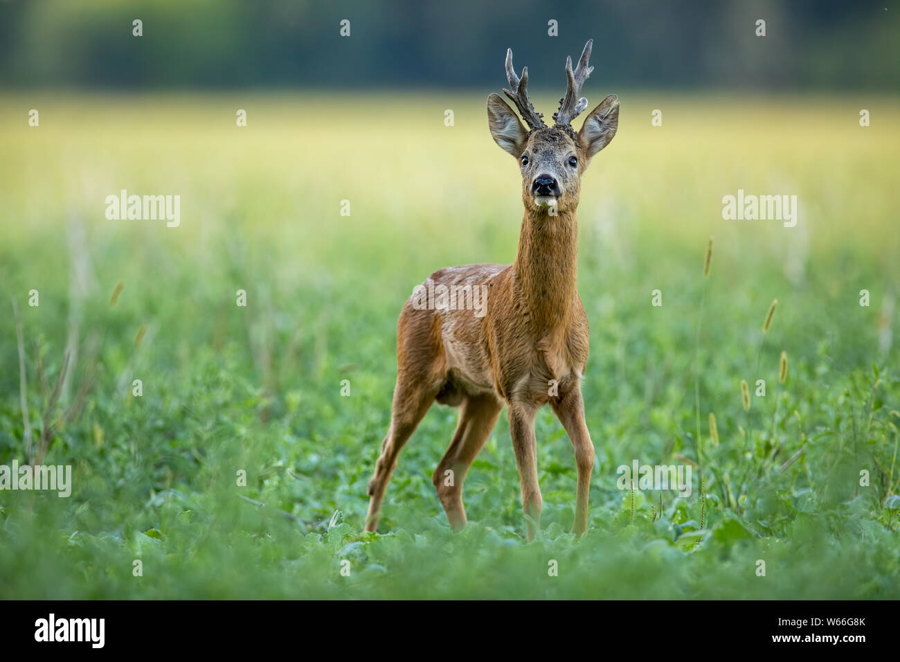 Dominant roe deer buck with massive antlers sniffing on a green field in summer Stock Photo