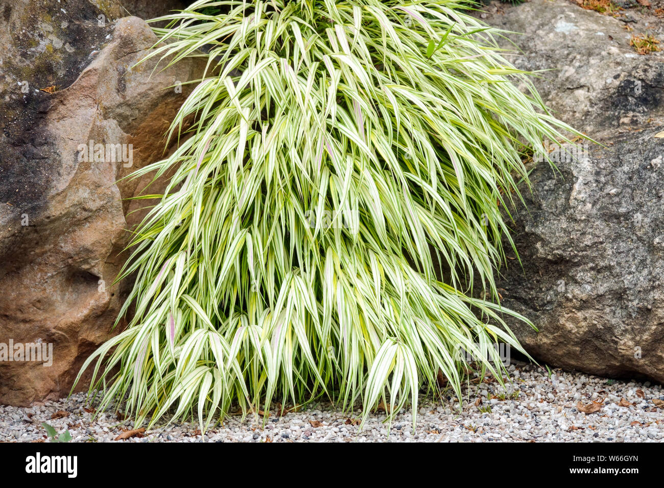 Hakonechloa macra 'Aureola', variegated grass Stock Photo