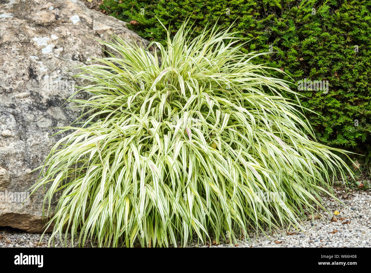 Hakonechloa macra 'Aureola', Hakone grass Stock Photo