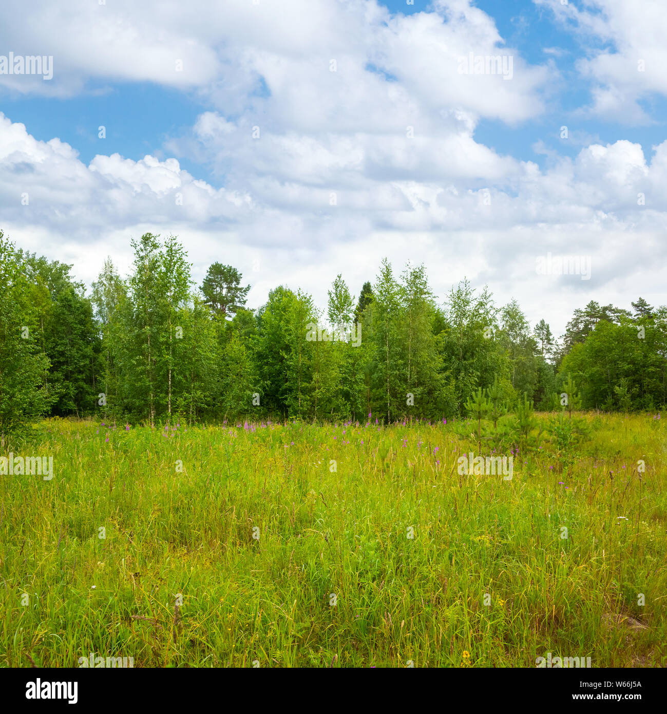 Landscape with green glade in summer forest under cloudy sky, square photo background Stock Photo