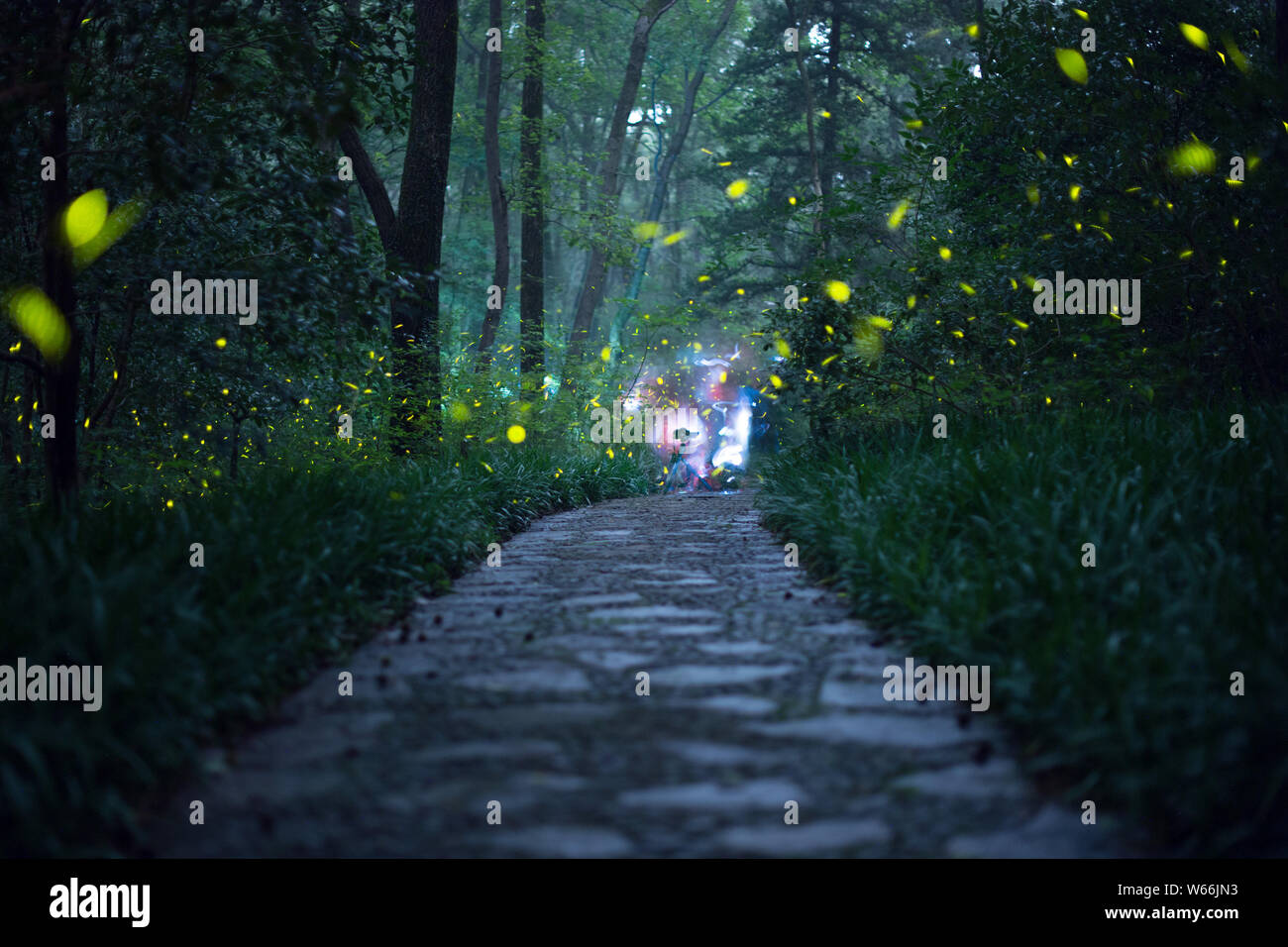 This photo shows beautiful fireflies in Zijin Mountain, Nanjing city, east China's Jiangsu province, 8 July 2018. Stock Photo