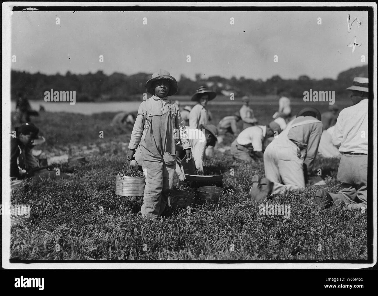 Joe carrying cranberries, said 10 years old. Picks also. Falmouth, Mass. Stock Photo