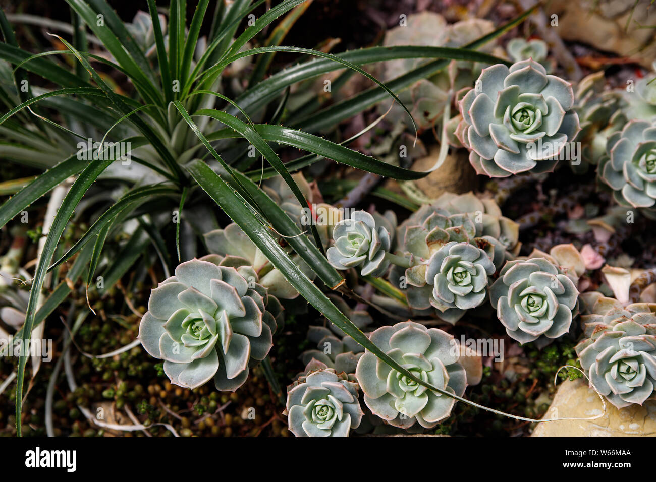 Sempervivum Tectorum Common Houseleek Perennial Plant Growing In Flower Pot Sempervivum In Nature Stock Photo Alamy