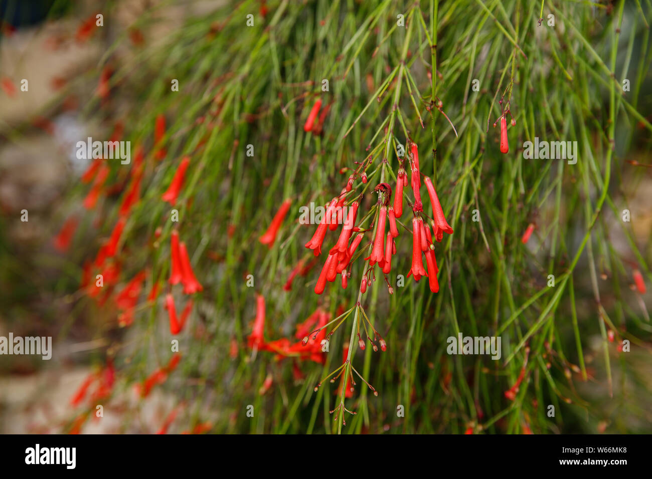 Close up small decumbent red flower of russelia equisetiformis flower, also known as fountainbush, firecracker plant, coral plant, coral fountain, cor Stock Photo