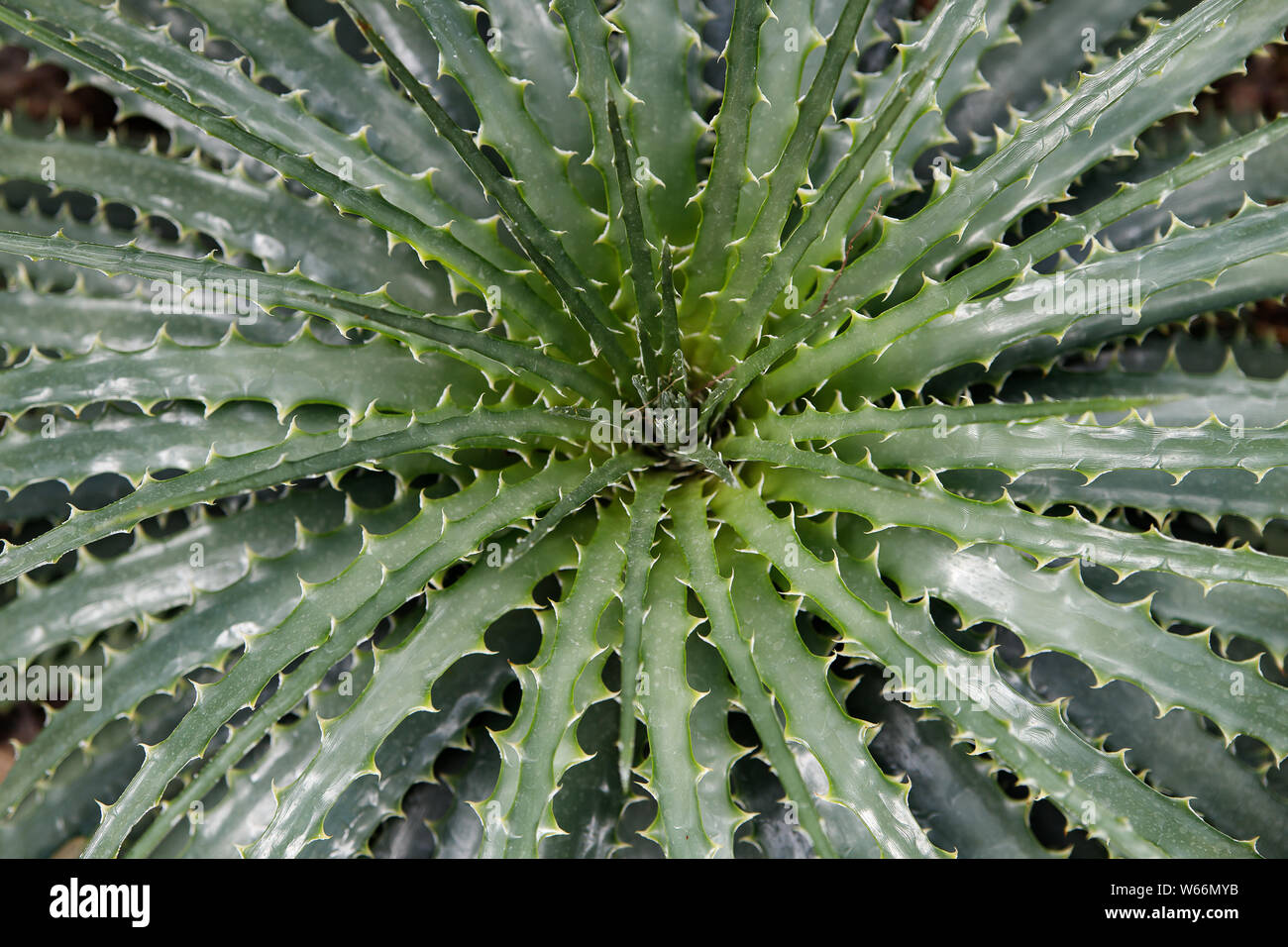 A plant of Hechtia texensis originally from Mexico, Green Latin American shrub with long spiky leaves as a background image. Green rays. View from abo Stock Photo