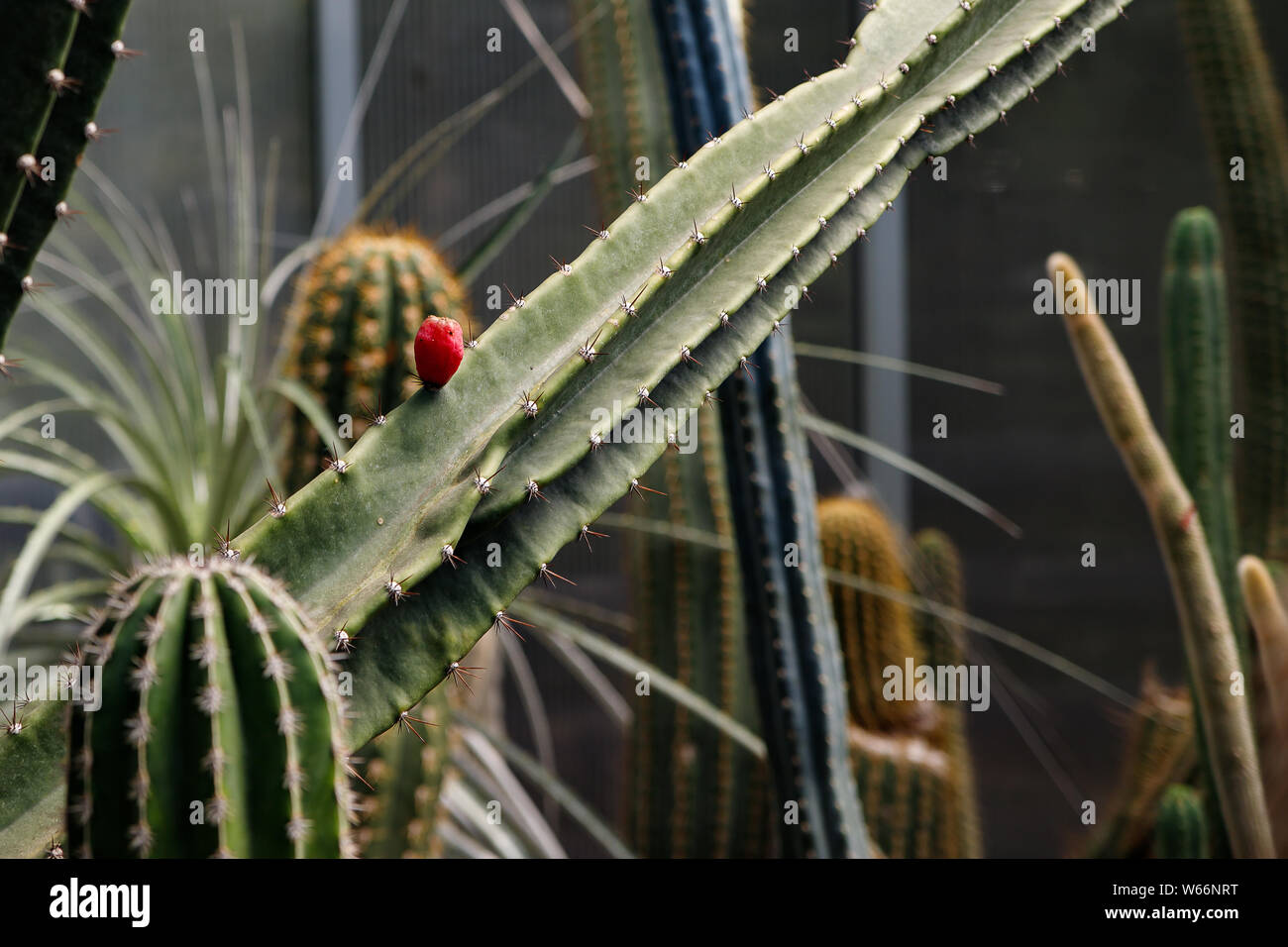 Beautiful blooming desert flower of cactus. Cactus is studded with many small bright pink flowers. Stock Photo