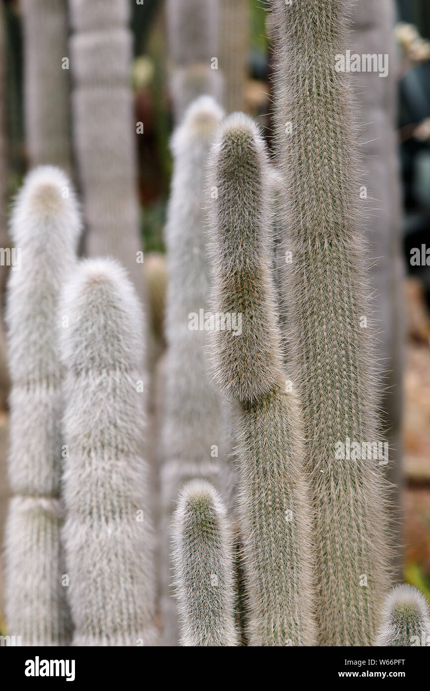 ice cactus Delosperma sphalmanthoides, Tufted Ice Plant main image 0