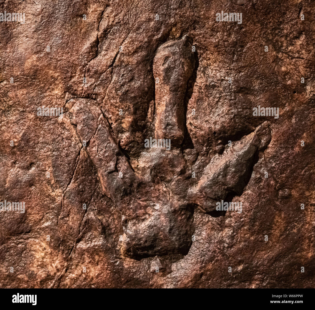 Sirindhorn Museum, Karasin Province Thailand - July 20, 2019: Real dinosaur footprint , Thailand. Stock Photo