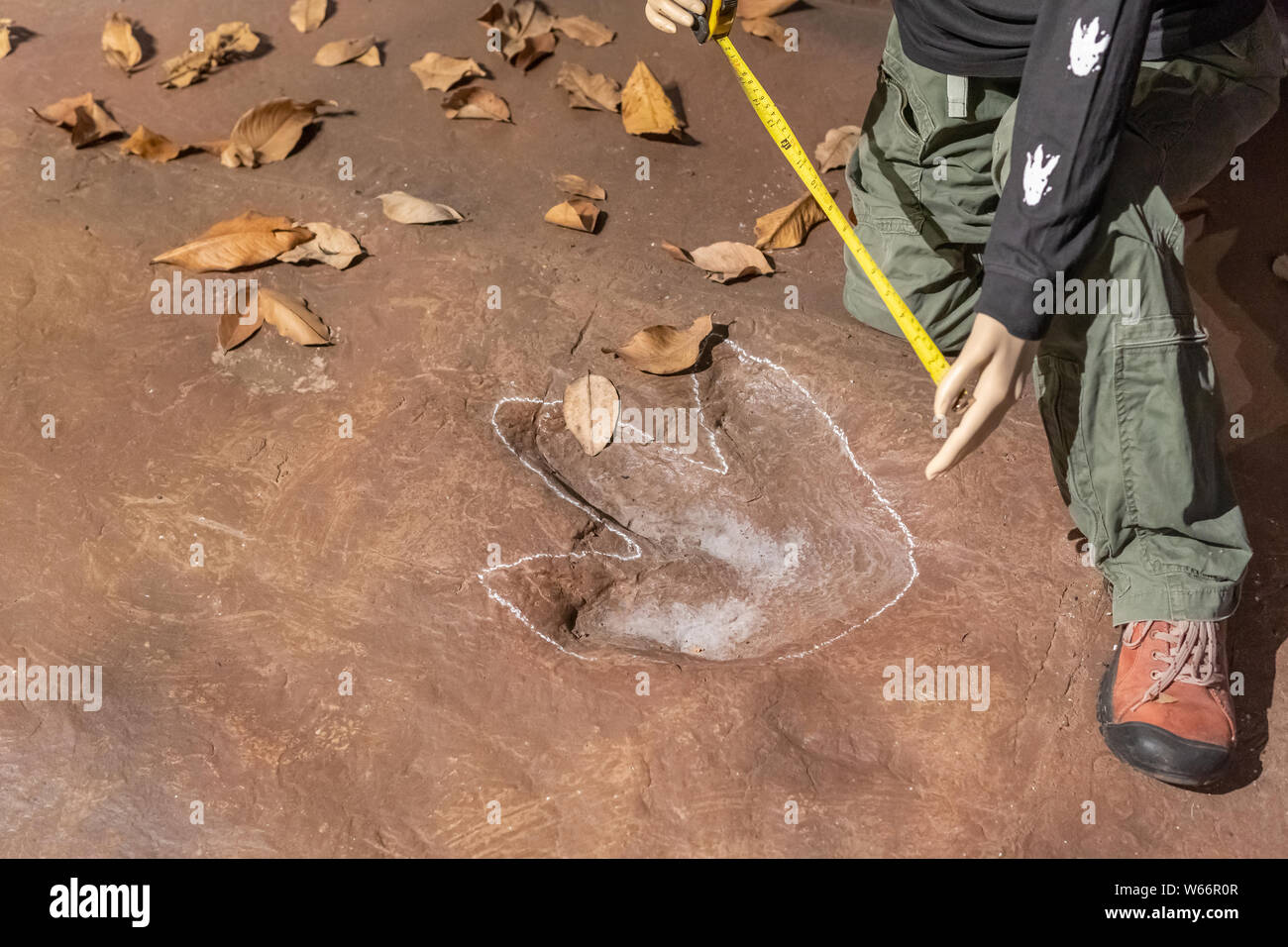 Sirindhorn Museum, Karasin Province Thailand - July 20, 2019: Explorers are measuring dinosaur footsteps. Stock Photo