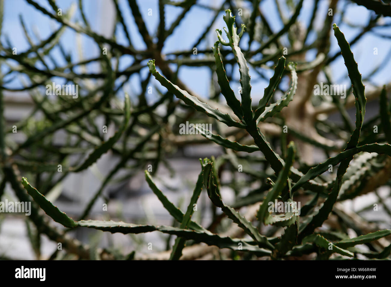Cactus, Euphorbia ingens, Euphorbia candelabrum. Abstract image Close