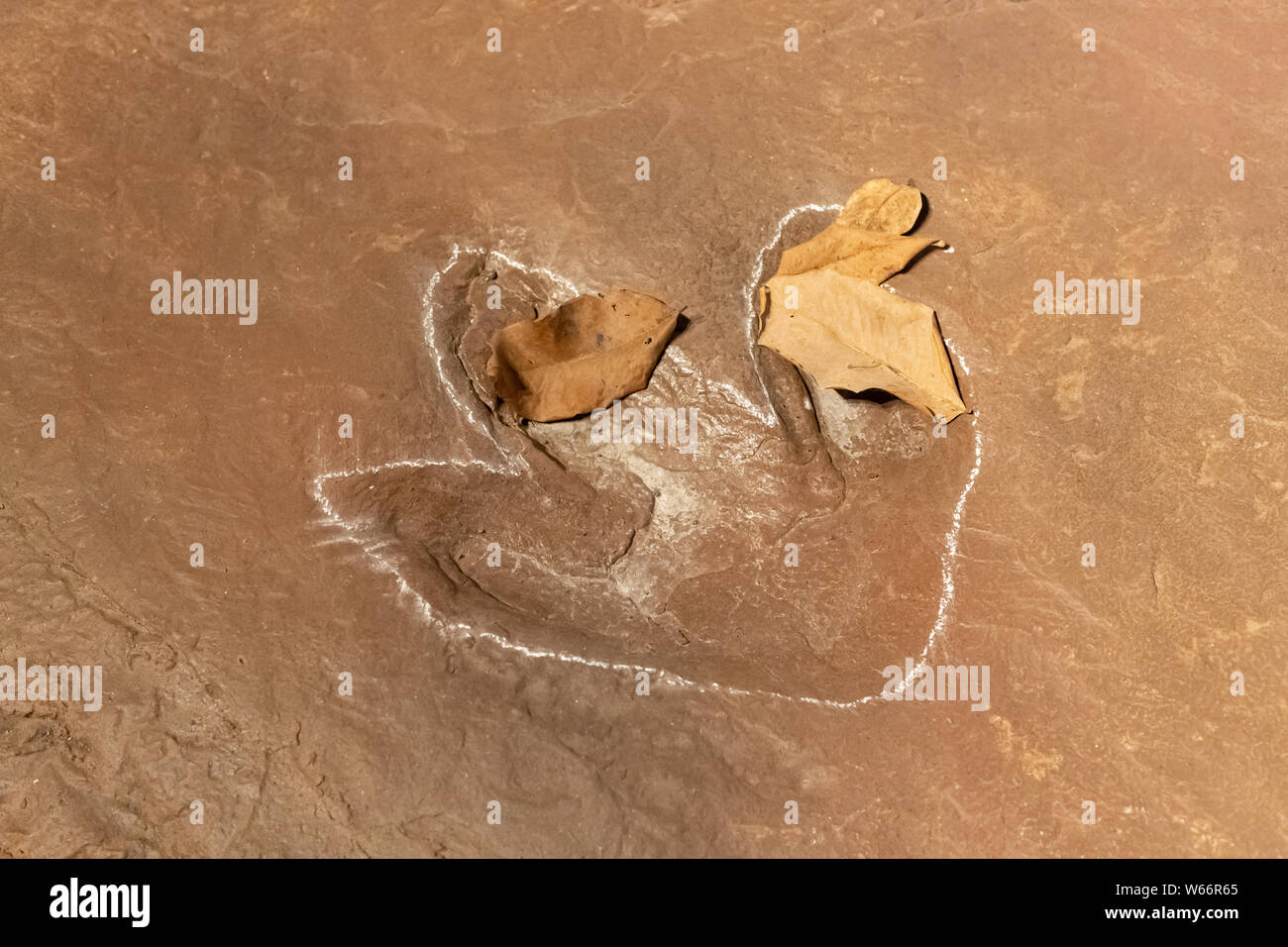 Sirindhorn Museum, Karasin Province Thailand - July 20, 2019: Real dinosaur footprint , Thailand. Stock Photo