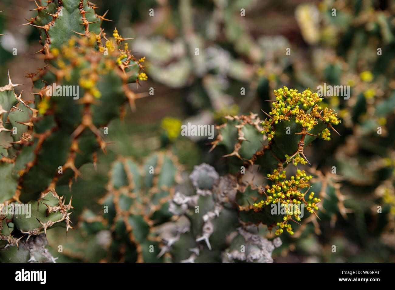 Cactus, Euphorbia ingens, Euphorbia candelabrum. Abstract image Close