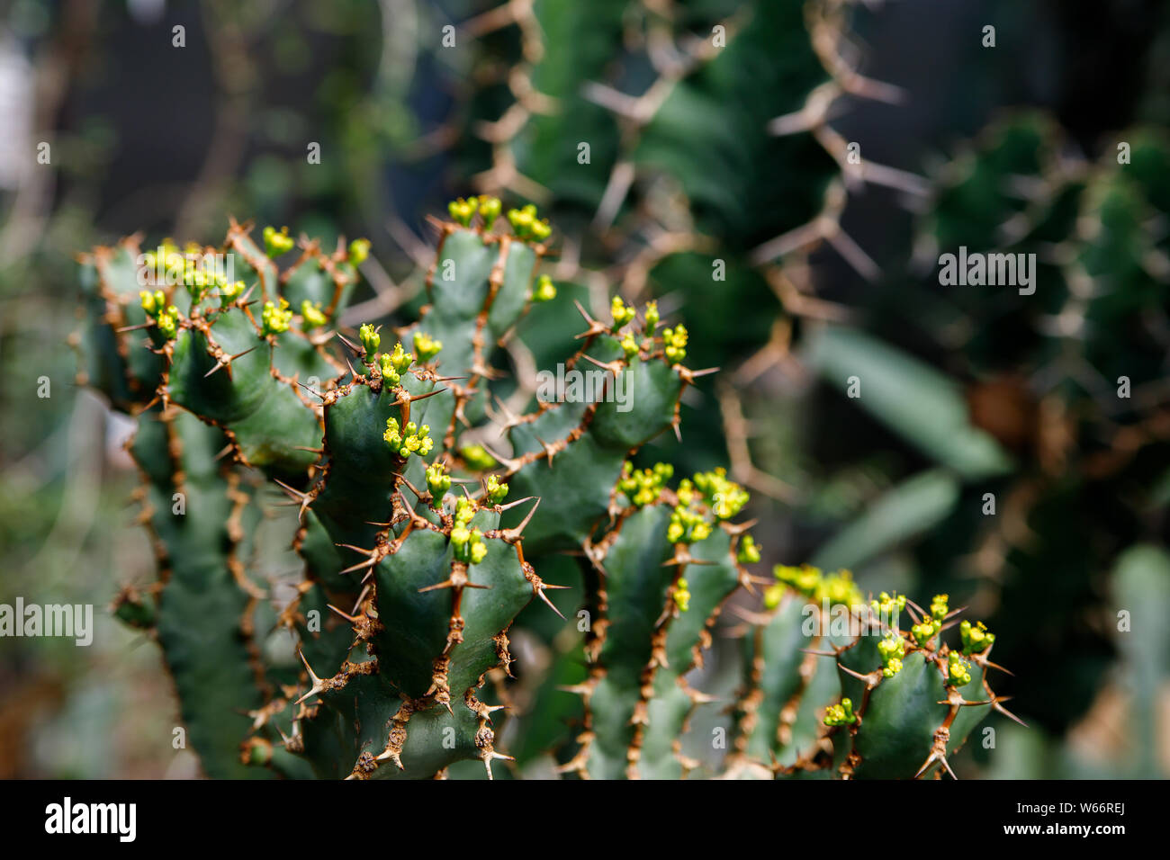 Cactus, Euphorbia ingens, Euphorbia candelabrum. Abstract image Close