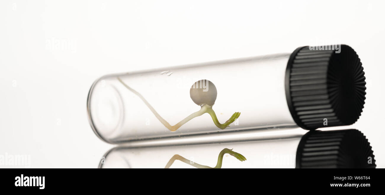 Microgreen sprouts quality control in Sanitary and epidemiological