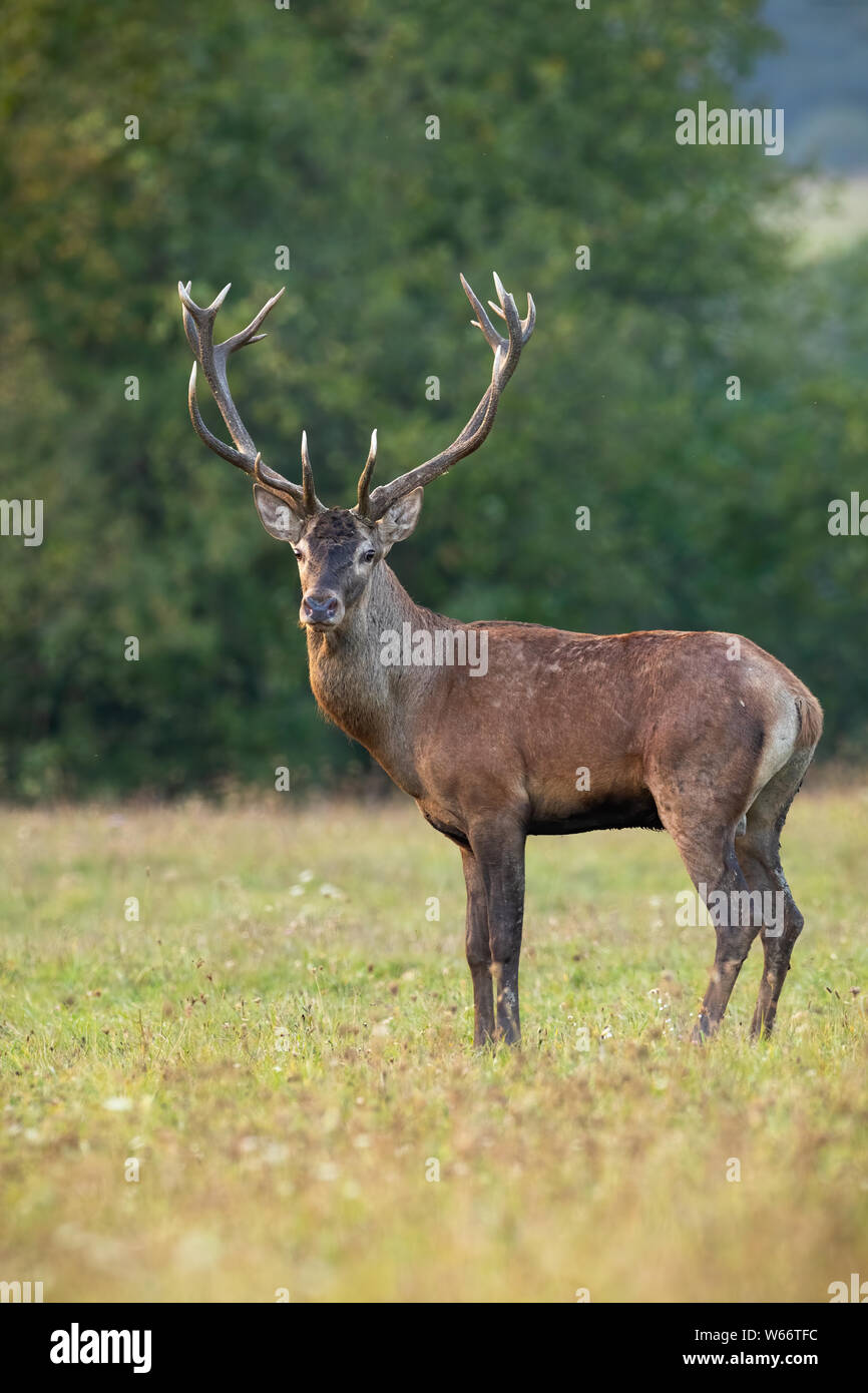 Portrait of red deer, cervus elaphus, stag with antlers looking at camera on green meadow in summer. Front view from low angle of wild male mammal dee Stock Photo