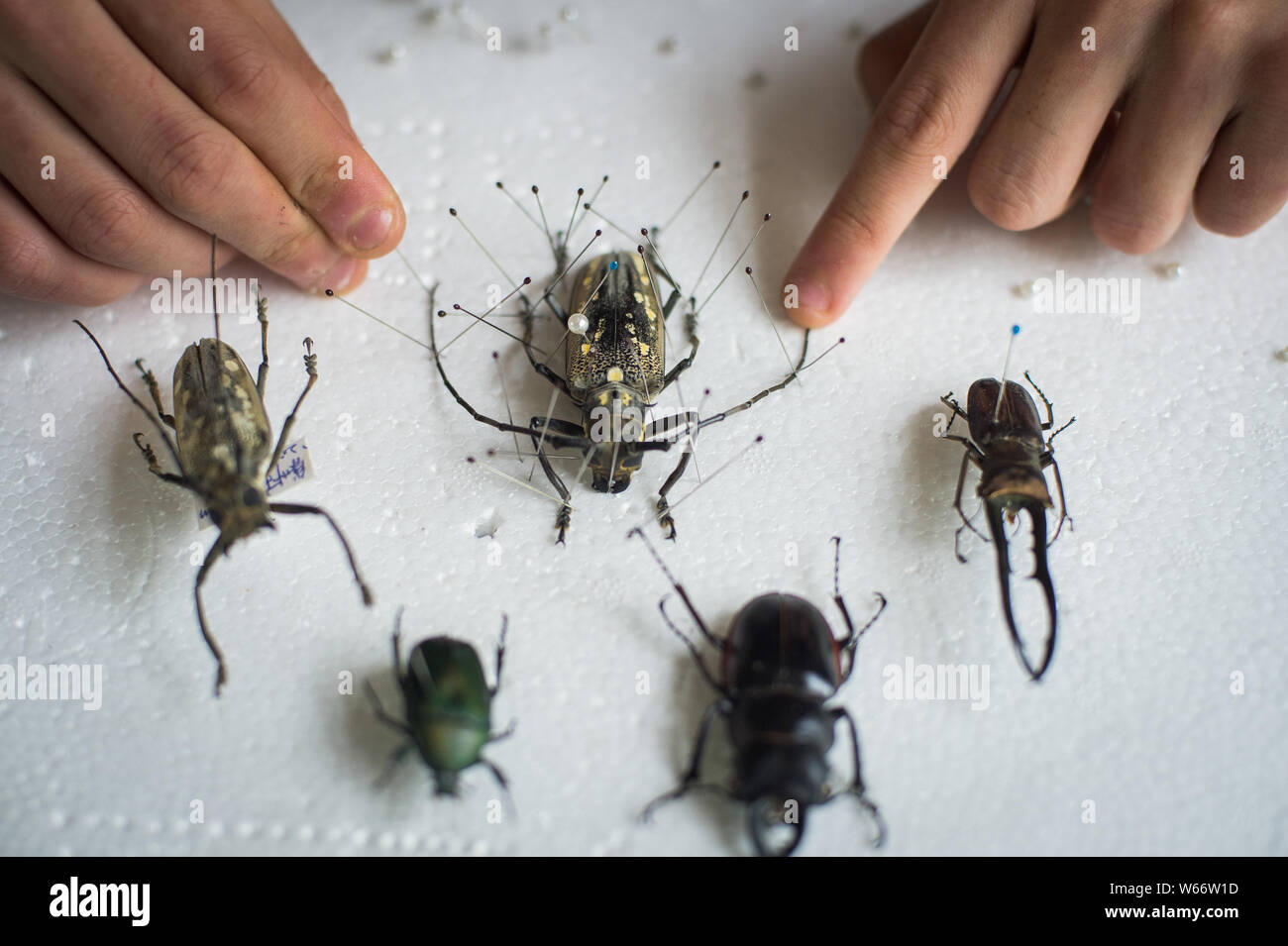 Chengdu Insects --FILE--16-year-old Chinese boy Xiong Haoyang shows insect specimens ...
