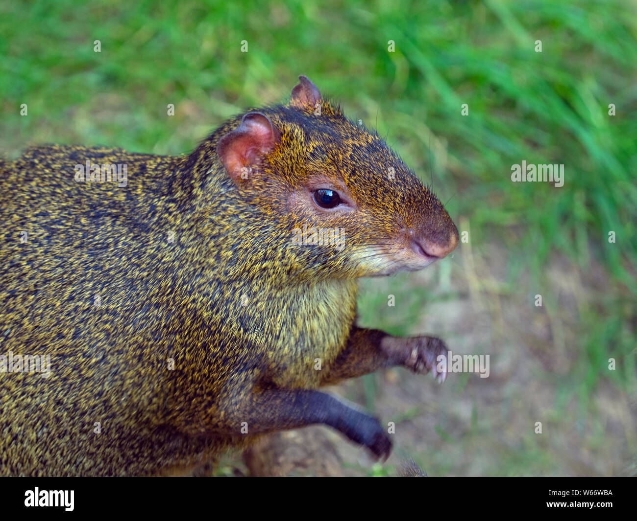 Azara's agouti  Dasyprocta azarae (captive) Stock Photo