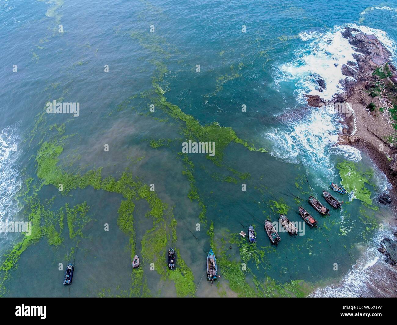 Seashore is covered by green algae, or enteromorpha prolifera, in Qingdao city, east China's Shandong province, 3 July 2018.   A substantial amount of Stock Photo