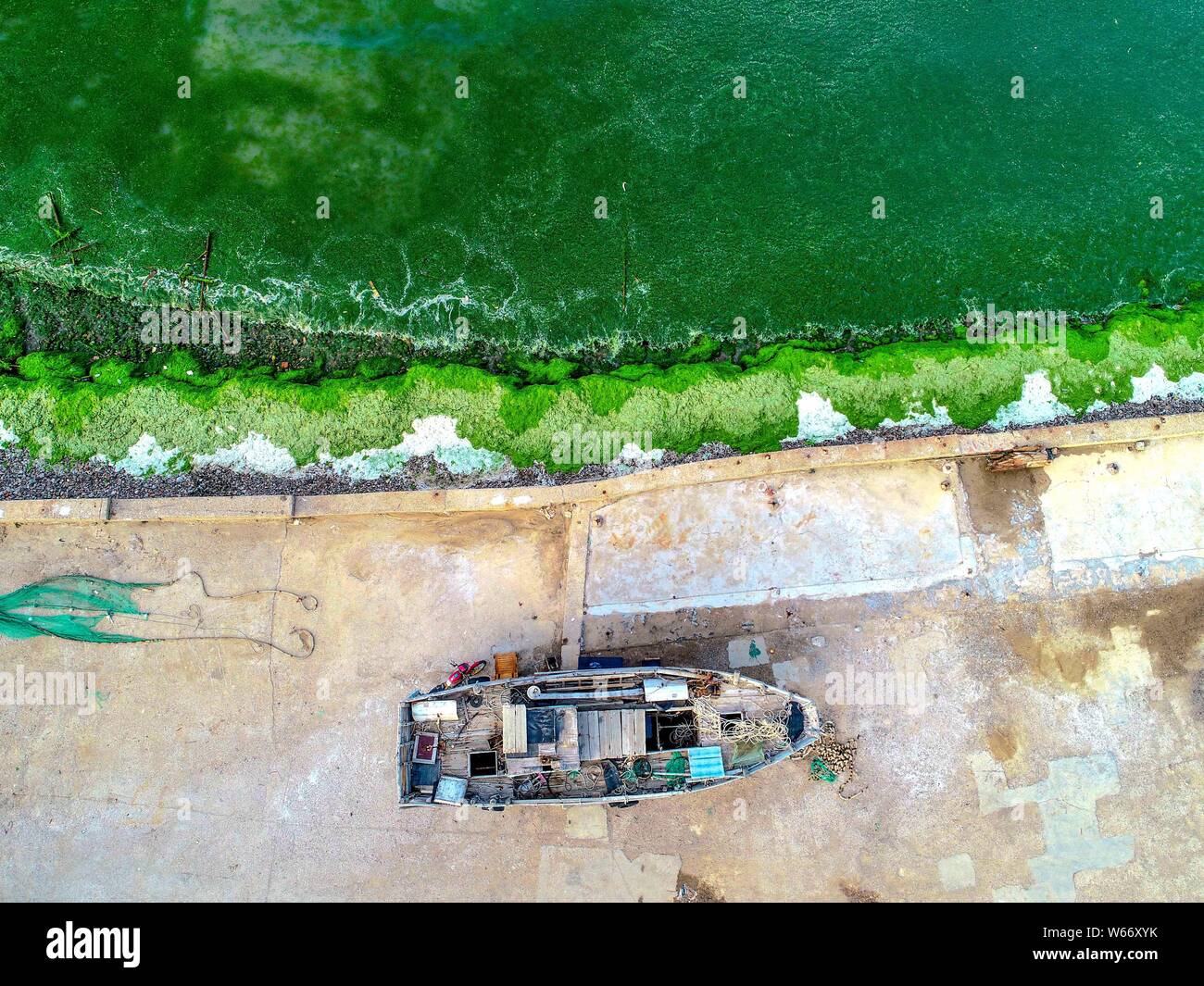 Seashore is covered by green algae, or enteromorpha prolifera, in Qingdao city, east China's Shandong province, 3 July 2018.   A substantial amount of Stock Photo