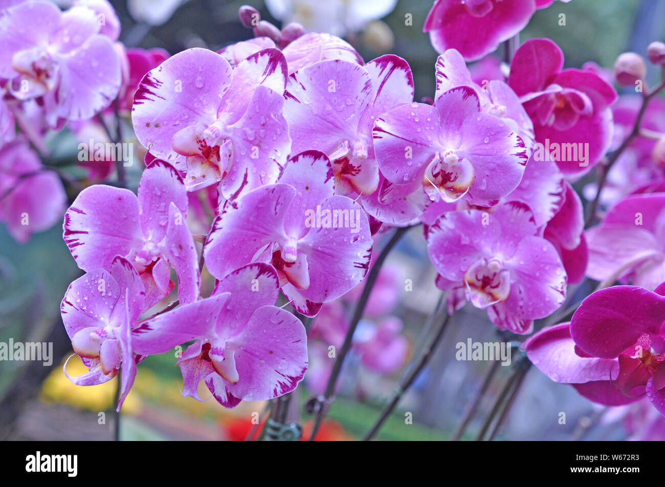 beautiful purple orchid in garden  under sunshine Stock Photo