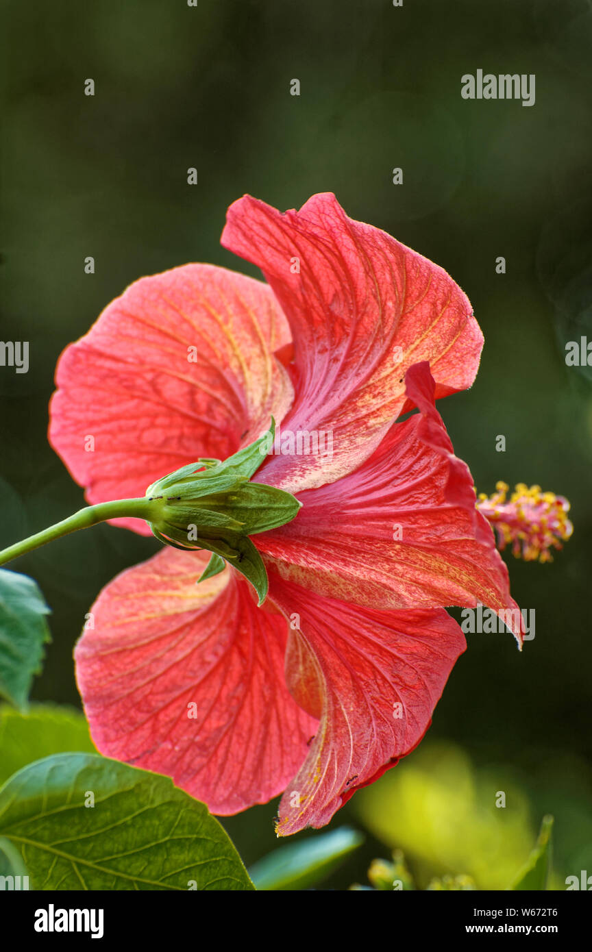 Photo Chinese hibiscus, or Hibiscus (Latin Hibiscus rosasinensis