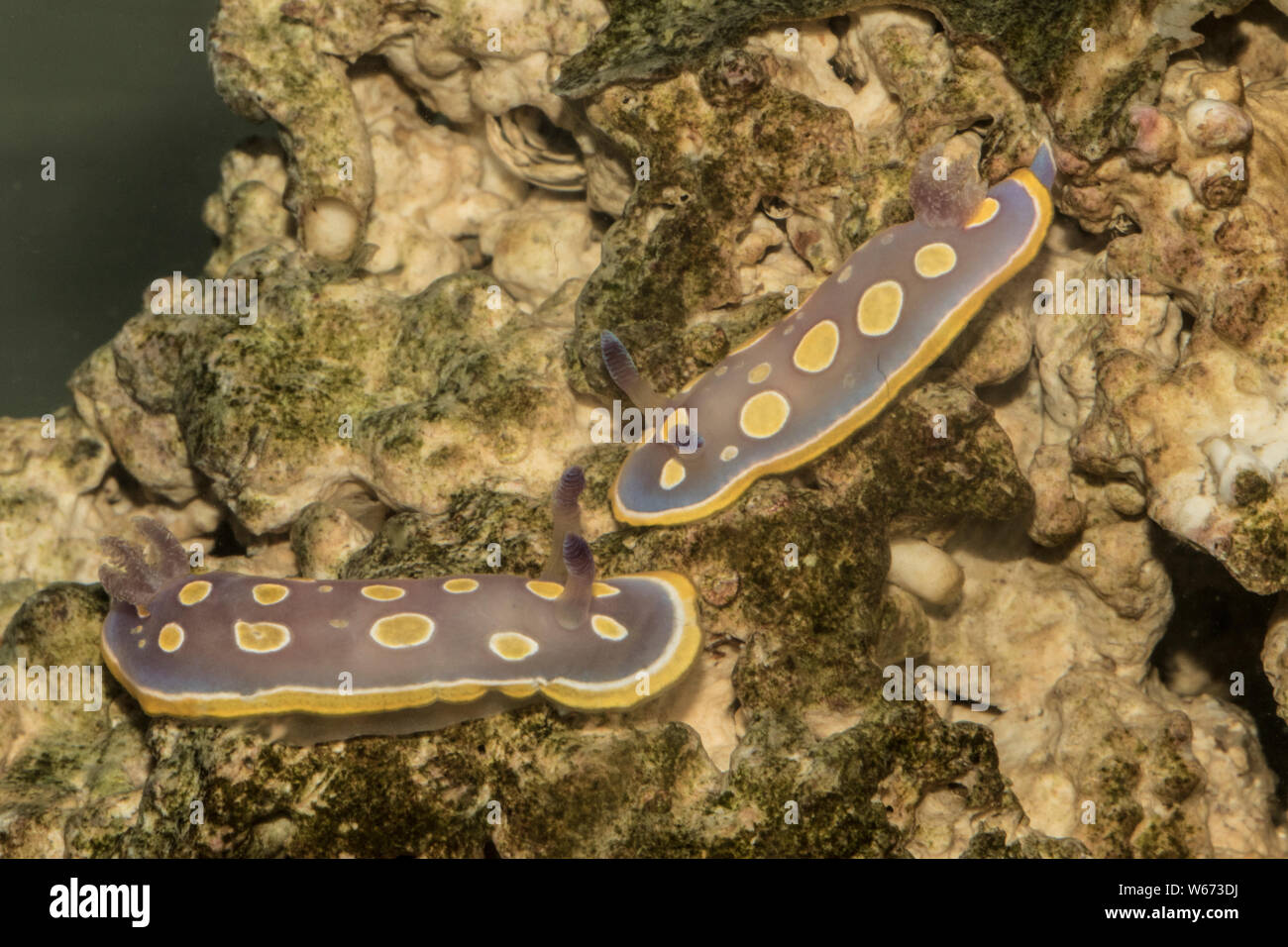 Underwater Sea slug Stock Photo Alamy