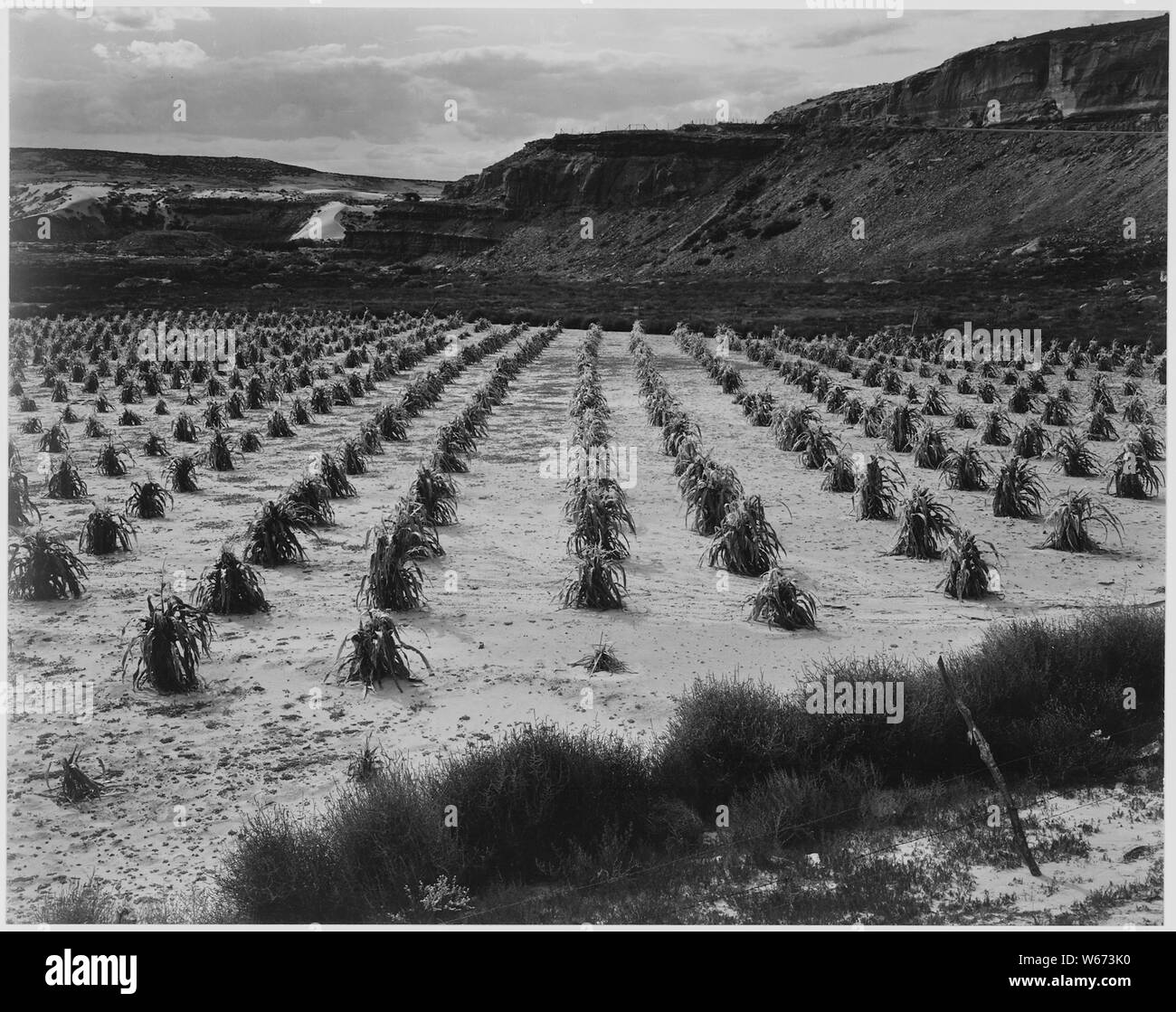 Looking across rows of corn, cliff in background, Corn Field, Indian Farm near Tuba City, Arizona, in Rain, 1941., 1941 Stock Photo