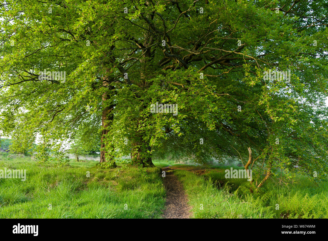 Priddy Mineries in the Mendip Hills Area of Outstanding Natural Beauty, Somerset, England. Stock Photo