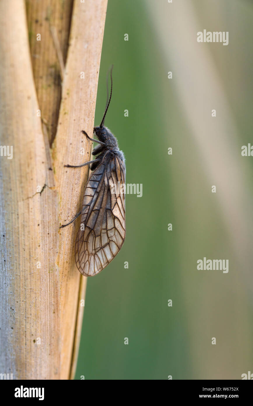 An adult Alderfly (Sialis lutaria) on a reed in a pond at Priddy Mineries in spring in the Mendip Hills, Somerset, England. Stock Photo