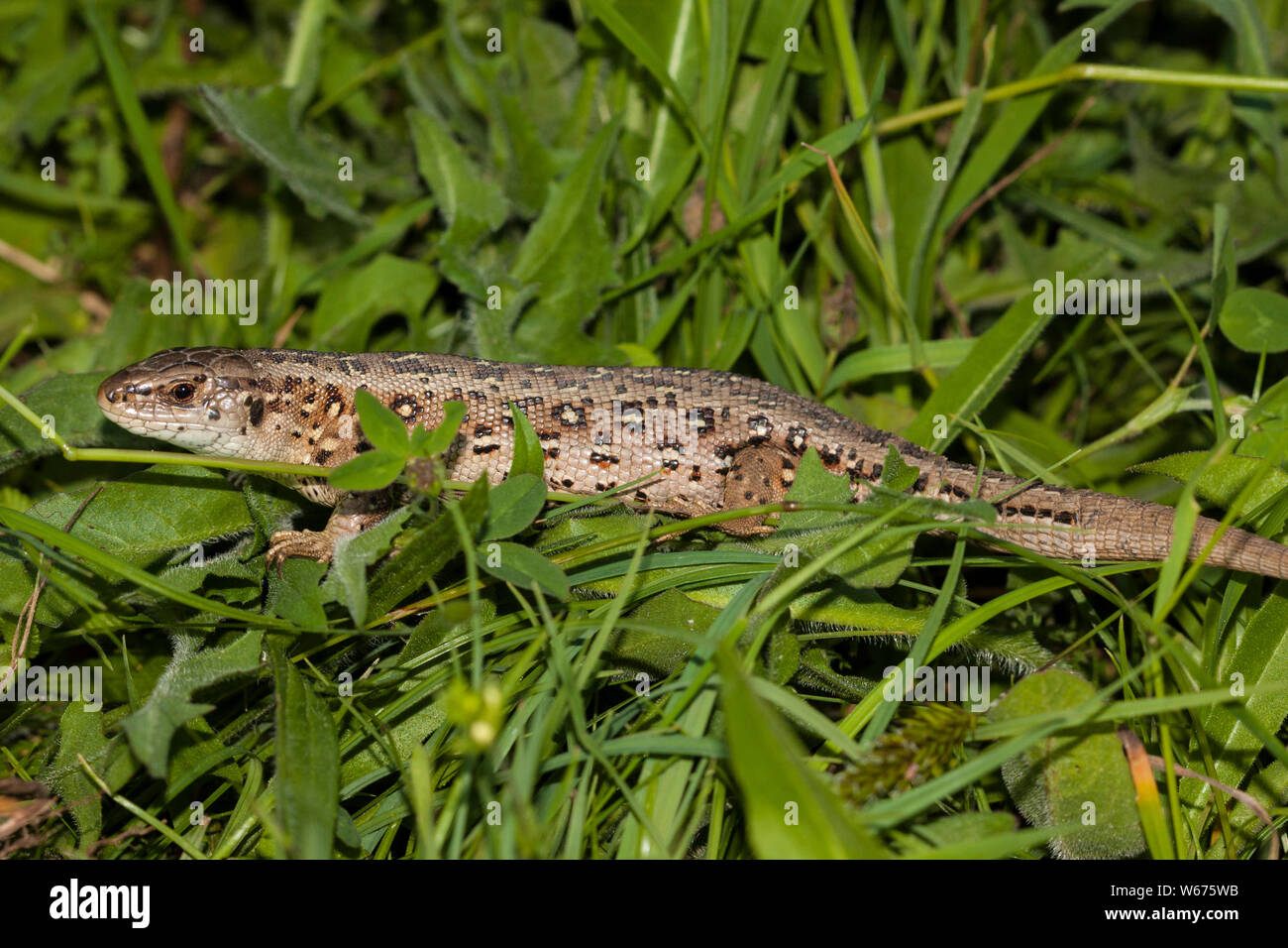 Sand lizard Stock Photo