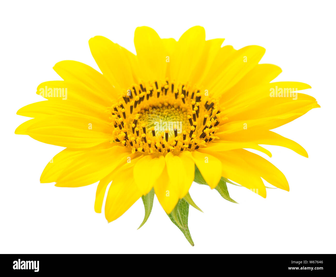 beautiful sunflower isolated on white background Stock Photo - Alamy