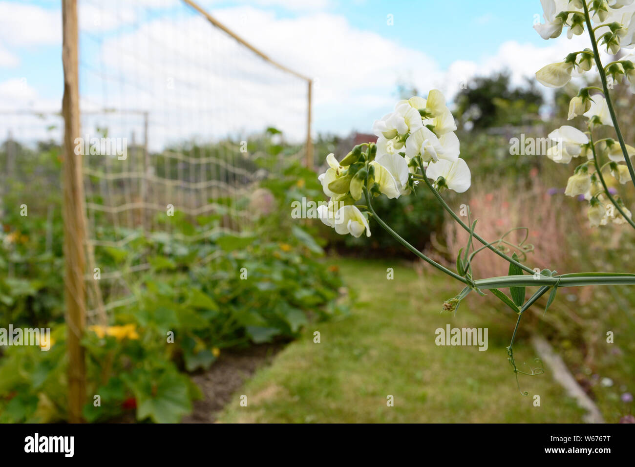 White everlasting pea flowers against the background of a summer allotment garden, Lathyrus latifolius Stock Photo