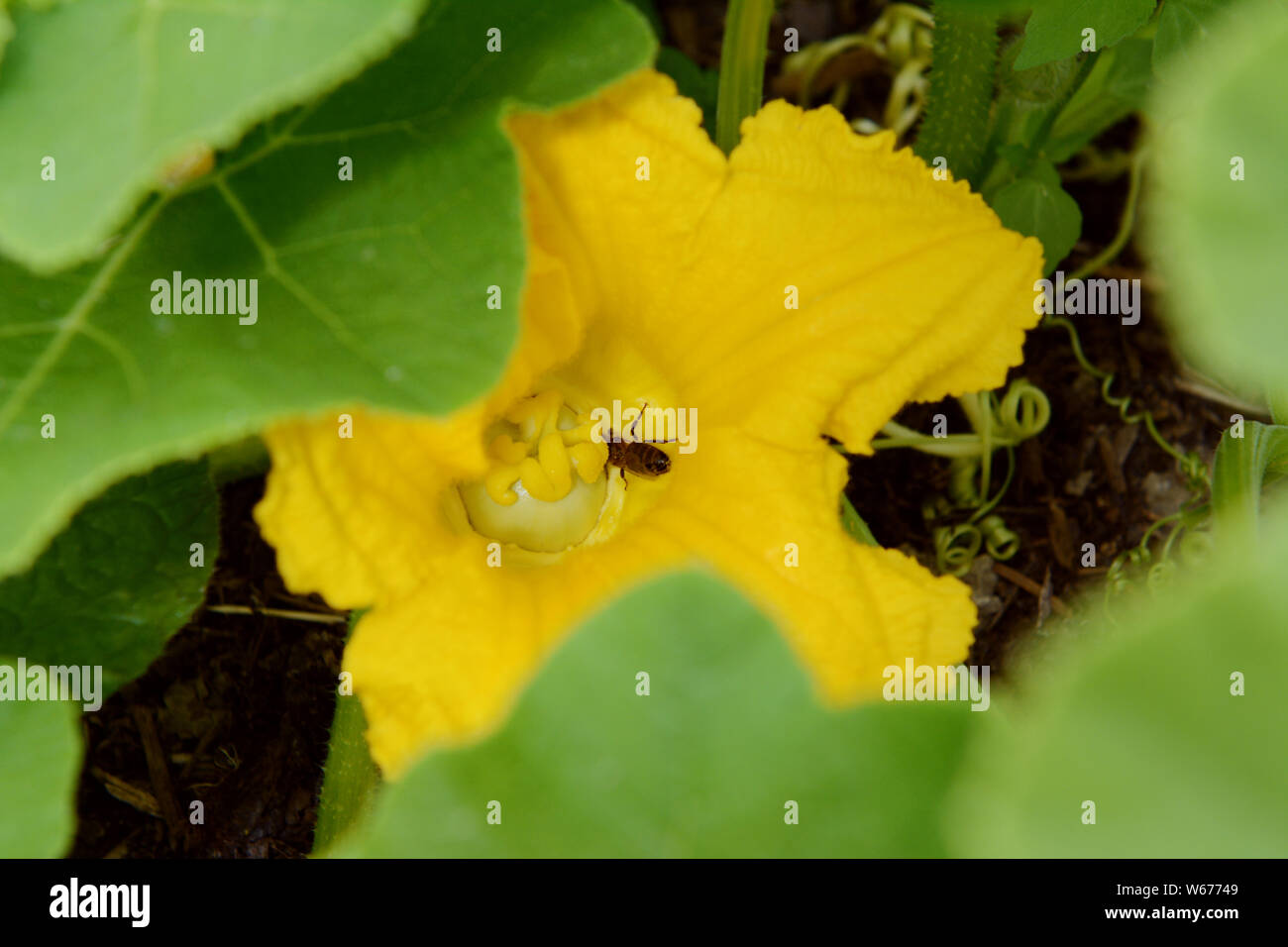 Hoverfly takes nectar from a female flower of a gourd plant. The