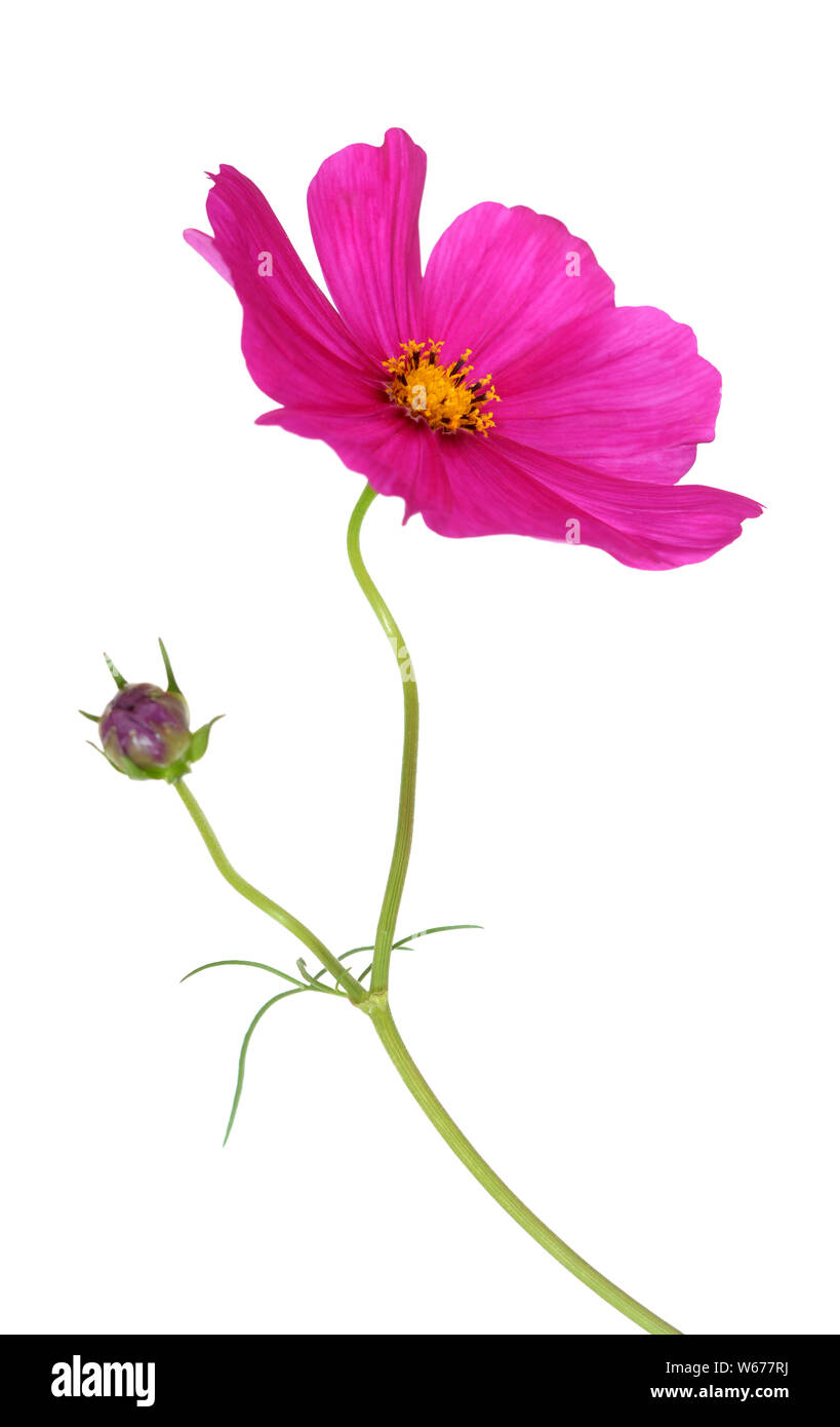 Beautiful pink Cosmos Flower isolated on white Stock Photo - Alamy
