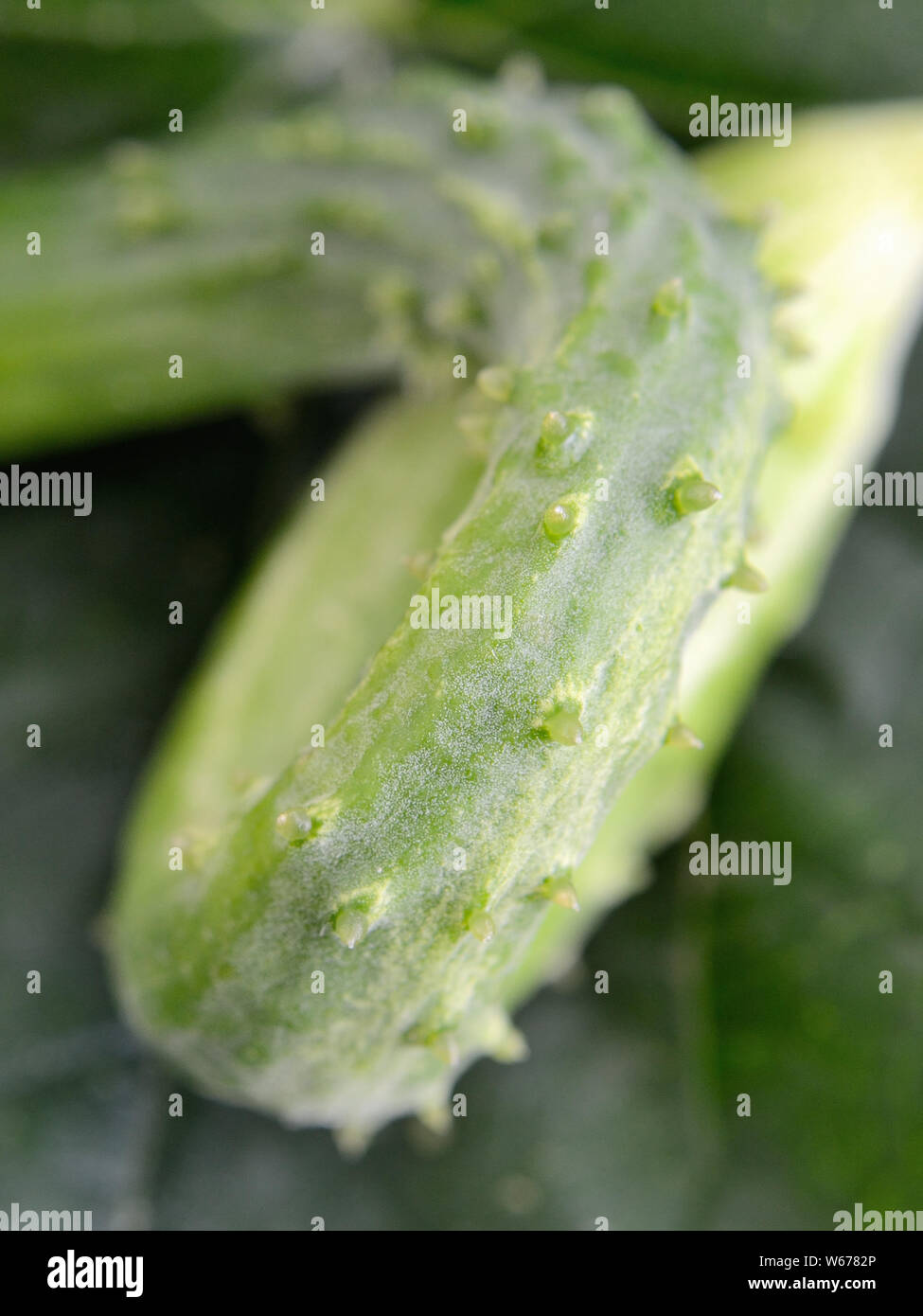Close up of deformed vegetable, curled cucumber Stock Photo Alamy