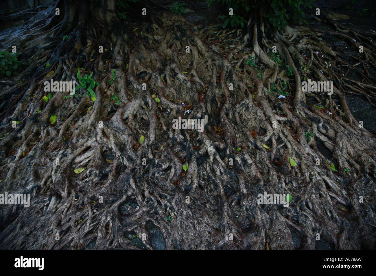 This photo shows the large roots of four banyan trees growing through a ...