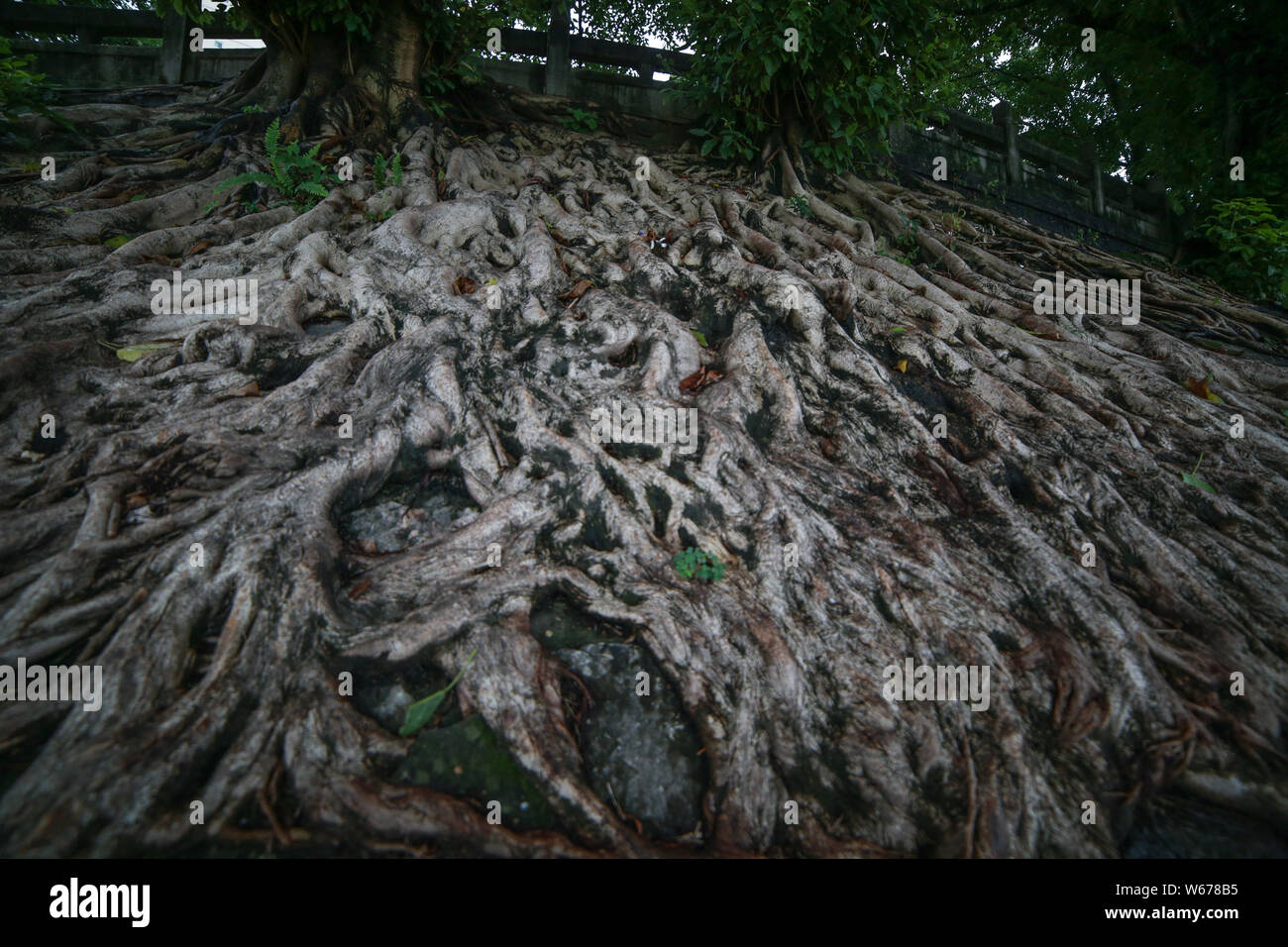 This photo shows the large roots of four banyan trees growing through a ...