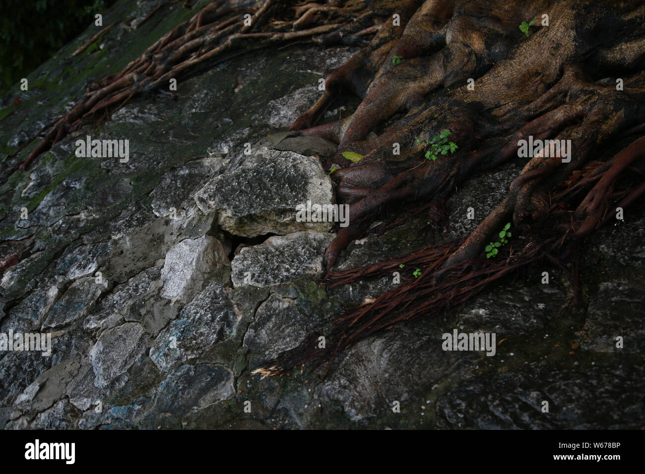 This photo shows the large roots of four banyan trees growing through a ...
