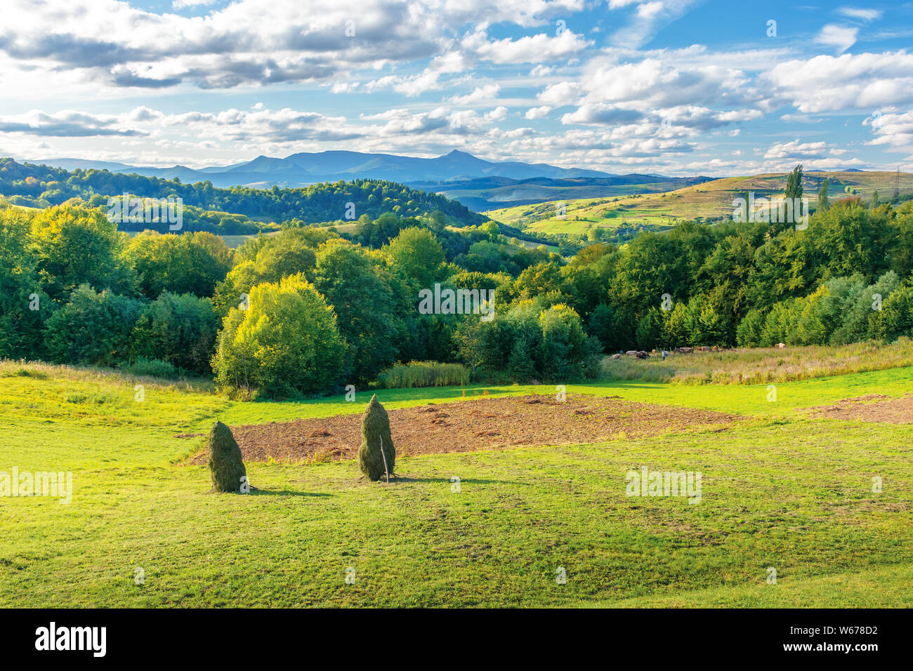 amazing countryside landscape in mountains. wonderful sunny sunset with clouds on the sky. forest on hills behind the rural field with haystacks. ridg Stock Photo