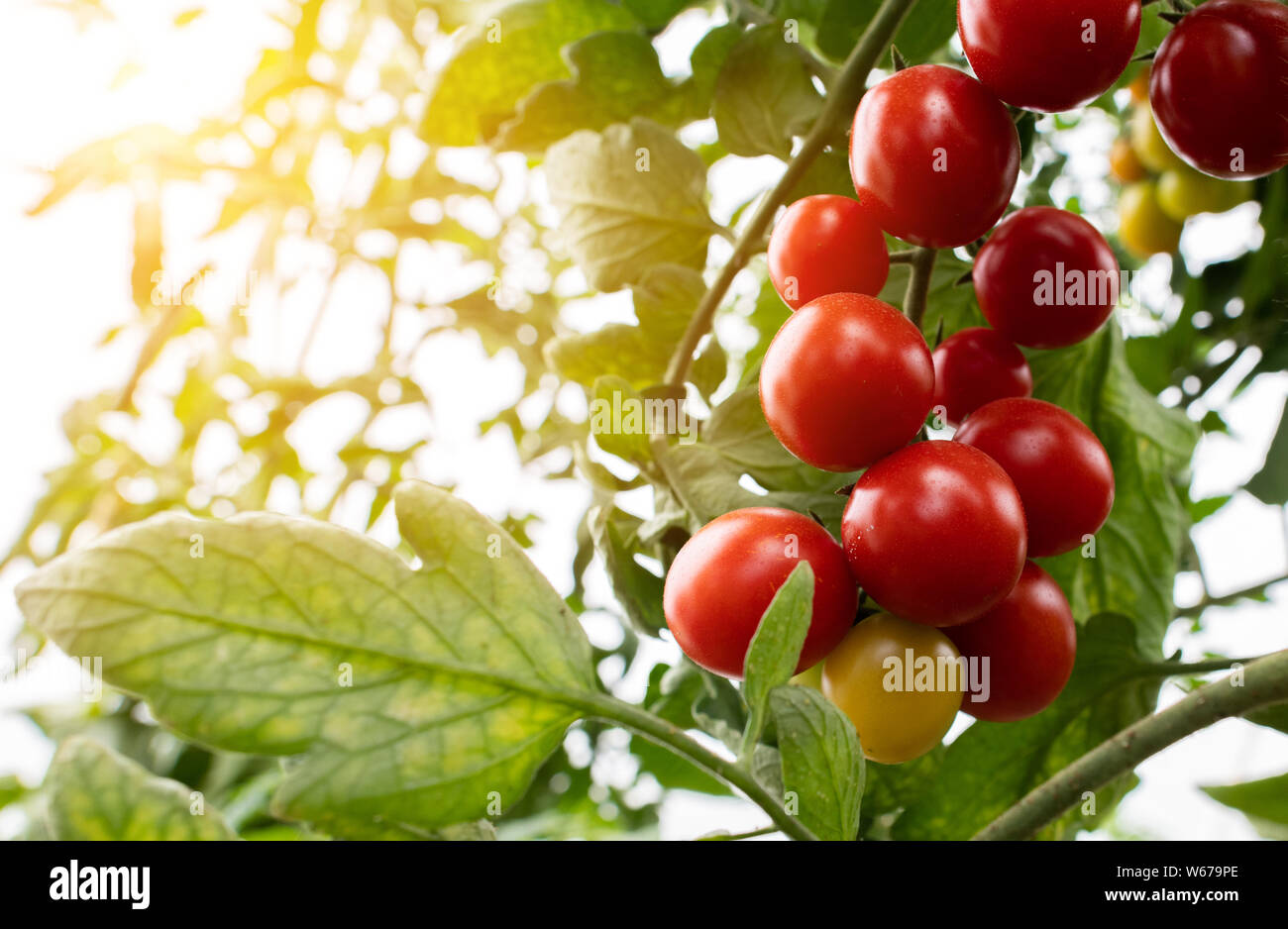 Red Cherry Tomato in a greenhouse Stock Photo - Alamy
