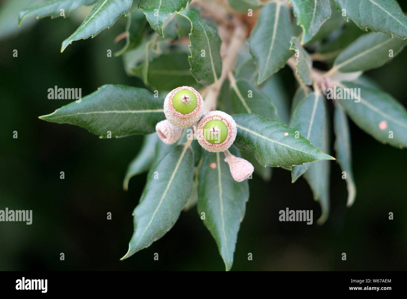 Branch of Evergreen oak or Quercus ilex or Holly oak or Holm oak evergreen oak tree with young light green shoots clothed with a close grey felt Stock Photo