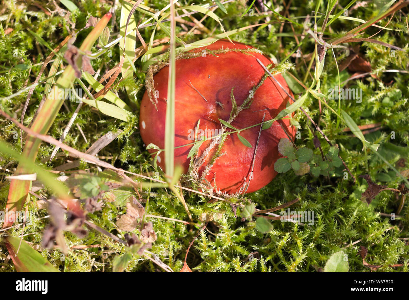 Red cap mushroom Russula in the moss Stock Photo